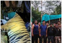 CT -1 वाघाला जेरबंद करण्यात वनविभागाला यश
