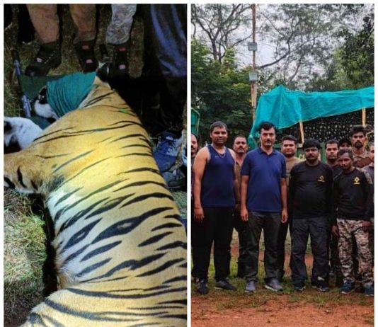 CT -1 वाघाला जेरबंद करण्यात वनविभागाला यश
