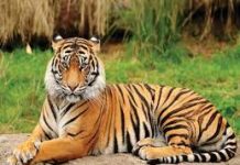 Breaking news – An elderly woman was killed in a tiger attack under Porla forest division