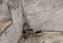 सेमाना मंदिरात निघालेल्या नाग सापास जीवनदान