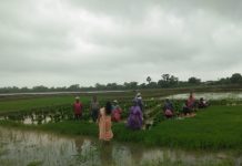 जयश्रीताई पोहचल्या थेट शेतकऱ्याच्या बांधावर