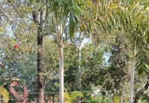 गडचिरोली नगरपरिषद निवडणूक 2025 : प्रणोती सागर निंबोरकर (भांडेकर) भाजपाकडून नगराध्यक्ष पदासाठी निवड शहरात जल्लोष, भाजपाचा शक्तीप्रदर्शन